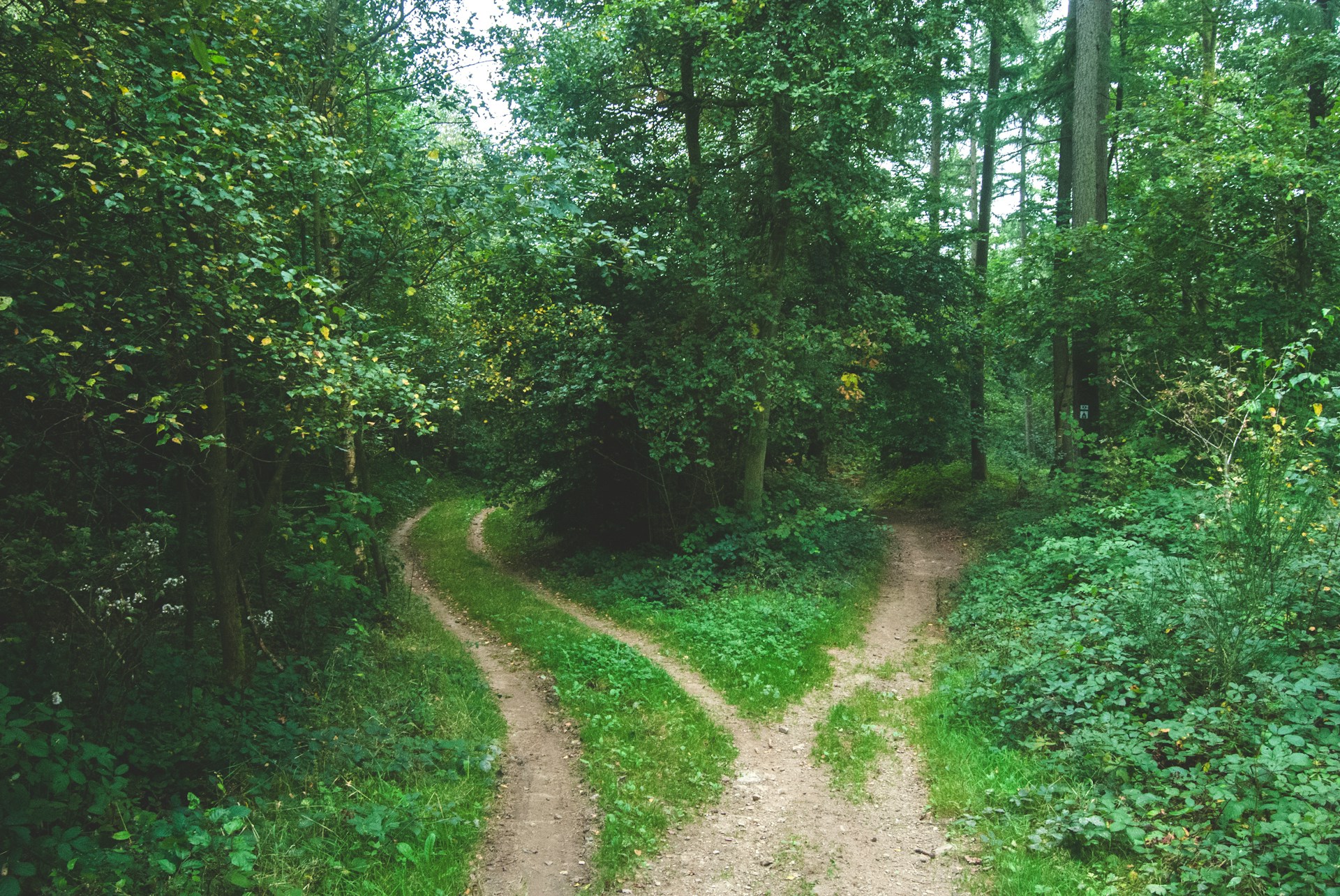 Two diverging paths in the woods